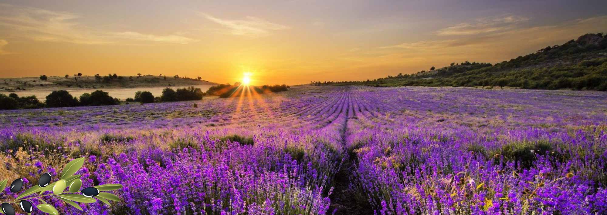 paysage alpes de haute provence